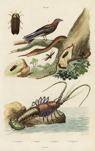 Langusten, Schwalben, Glühwürmchen und Blattschlangen