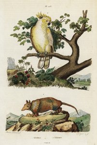 Gelbwangenkakadu und Gürteltier von Jacques Reyne Isidore Acarie Baron