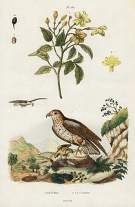 Gelber Jasmin und Kurzzehenadler von Jacques Reyne Isidore Acarie Baron