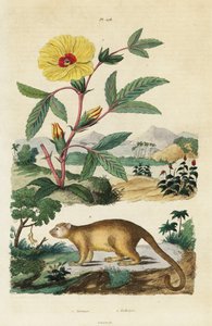 Kinkajou und Roselle