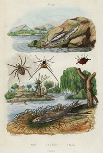 Meeresnacktschnecke, Gartenspinne und Europäische Stint (Stich)