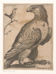Adler von Jacques de Fornazeris