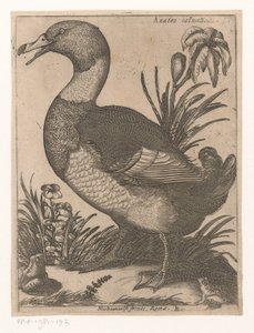Ente von Jacques de Fornazeris