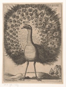 Pfau