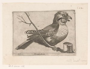 Eichelhäher (Garrulus glandarius) von Jacques de Fornazeris