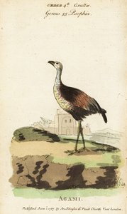 Agami-Reiher, Agamia agami