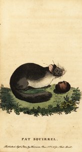 Siebenschläfer oder Fettmaus, Glis glis, 1800