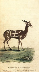 Buschbock oder Kewel, Tragelaphus scriptus (Stich) von Jacques de Seve