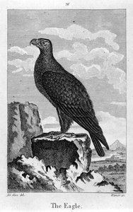 Der Adler, aus 