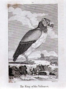 Der König der Geier, aus 