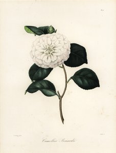 Camellia japonica Sorte, Camellia bonardii oder Camellia bonnardii