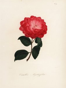 Camellia japonica Sorte, Camellia myrthyfolia von Jakob (after) Jung
