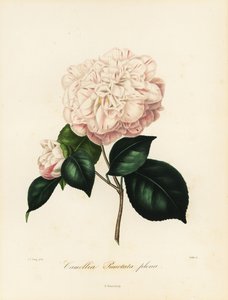 Camellia japonica Sorte, Camellia punctata plena von Jakob (after) Jung