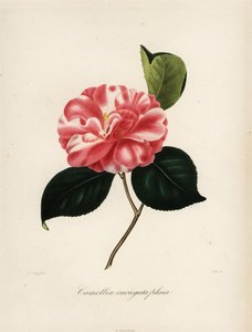 Kamelie, Camellia variegata plena