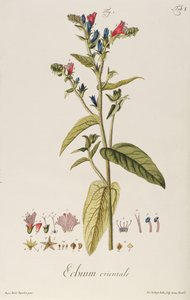 Echium: Orientale aus "Icones Plantarum", ca. 1763 von Jakob Christoph Keller