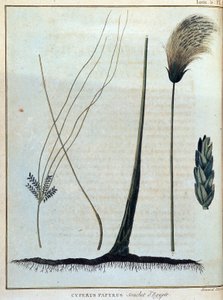 Cyperus papyrus, Stamm aus Ägypten - in „Reise nach Nubien und Abessinien unternommen, um die Quellen des Nils zu entdecken, in den Jahren 1768 bis 1772“, von James Bruce, Bd. 1, Paris von James Bruce