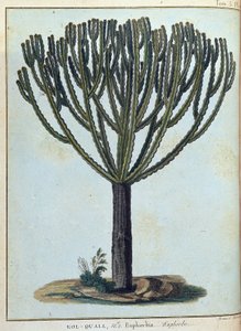 Kol-quall (Kol quall), Euphorbia (Kaktus) - in „Journey to Nubia and Abyssinia undertaken to discover the sources of the Nile during the years 1768 to 1772“, von James Bruce, vol. 1, Paris von James Bruce