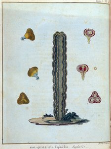Kol-quall (Kol quall), Euphorbia (Kaktus) - in „Reise nach Nubien und Abessinien unternommen, um die Quellen des Nils zu entdecken, in den Jahren 1768 bis 1772“, von James Bruce, Bd. 1, Paris von James Bruce