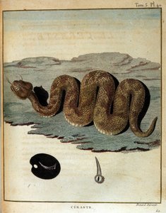 Schlange - in „Journey to Nubia and Abyssinia undertaken to discover the sources of the Nile during the years 1768 to 1772“, von James Bruce, Paris