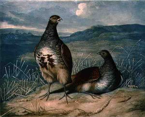 Rebhühner, Platte 1 von British Feather Game, graviert von Charles Turner, veröffentlicht von R. Ackermann, ca. 1810 von James (after) Barenger