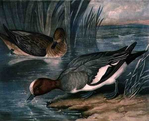 Pfeifenten, Tafel 6 von British Feather Game, graviert von Charles Turner von James (after) Barenger