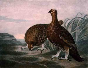 Moorhuhn, Platte 8 von British Feather Game, gestochen von Charles Turner, veröffentlicht von R. Ackermann, ca. 1810 von James (after) Sillett