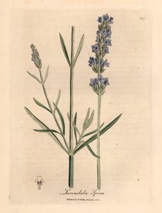 Blau blühender Lavendel, Lavandula spica, aus einer botanischen Illustration von James Sowerby aus William Woodville und Sir William Jackson Hooker