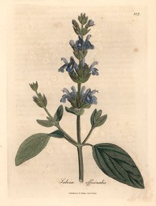 Blau blühender Salbei, Salvia officinalis, aus einer botanischen Illustration von James Sowerby aus William Woodville und Sir William Jackson Hooker