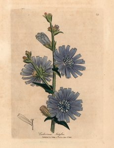 Blau blühende Wegwarte oder Zichorie, Cichorium intybus, aus einer botanischen Illustration von James Sowerby aus William Woodville und Sir William Jackson Hookers "Medical Botany" 1832 (handkolorierter Kupferstich) von James (after) Sowerby