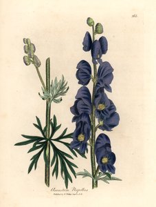 Blau blühender Eisenhut, Aconitum napellus, aus einer botanischen Illustration von James Sowerby aus William Woodville und Sir William Jackson Hooker