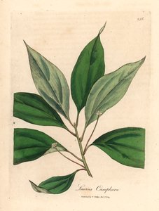 Kampferbaum, aus einer botanischen Illustration von James Sowerby aus William Woodville und Sir William Jackson Hooker