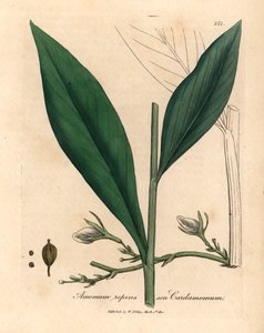 Kardamom, Elettaria cardamomum, aus einer botanischen Illustration von James Sowerby aus William Woodville und Sir William Jackson Hooker