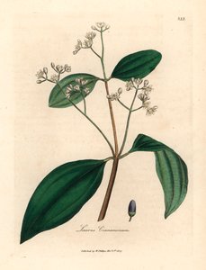 Zimtbaum, Laurus cinnamomum, aus einer botanischen Illustration von James Sowerby aus William Woodville und Sir William Jackson Hooker
