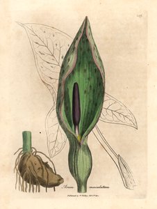 Gemeiner Aronstab, aus einer botanischen Illustration von James Sowerby aus William Woodville und Sir William Jackson Hooker