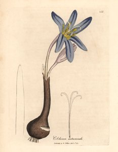 Herbstzeitlose, Colchicum autumnale, aus einer botanischen Illustration von James Sowerby aus William Woodville und Sir William Jackson Hooker