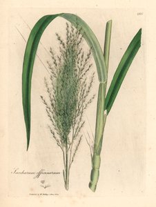 Gemeines Zuckerrohr, Saccharum officinarum, aus einer botanischen Illustration von James Sowerby aus William Woodville und Sir William Jackson Hookers 