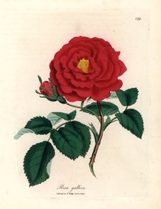 Purpurrote Apothekerrose, Rosa gallica, aus einer botanischen Illustration von James Sowerby aus William Woodville und Sir William Jackson Hooker