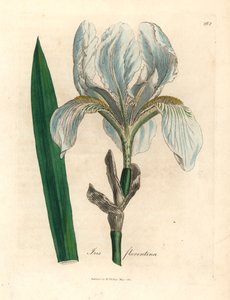 Florentiner Schwertlilie, Iris florentina, aus einer botanischen Illustration von James Sowerby aus William Woodville und Sir William Jackson Hooker