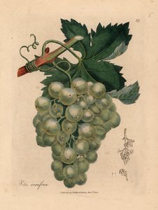 Grüne Trauben, Rebe und Blätter, Vitis vinifera, aus einer botanischen Illustration von James Sowerby aus William Woodville und Sir William Jackson Hooker