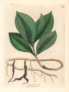 Ipecacuanha, aus einer botanischen Illustration von James Sowerby aus William Woodville und Sir William Jackson Hooker