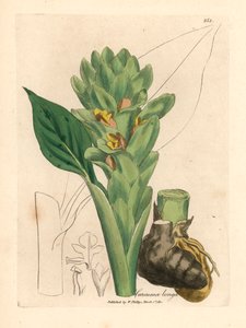 Langwurzeliger Kurkuma, Curcuma longa, aus einer botanischen Illustration von James Sowerby aus William Woodville und Sir William Jackson Hooker