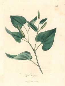 Langer Pfeffer, aus einer botanischen Illustration von James Sowerby aus William Woodville und Sir William Jackson Hooker