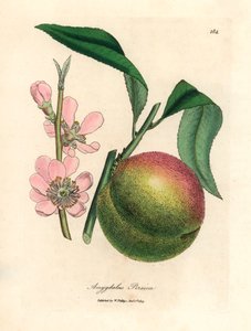 Pfirsichbaum mit reifen Früchten und rosa Blüten, Amygdalus persica, aus einer botanischen Illustration von James Sowerby aus William Woodville und Sir William Jackson Hooker