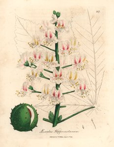 Rosa Blüte und Frucht der Rosskastanie, Aesculus hippocastanum, aus einer botanischen Illustration von James Sowerby aus William Woodville und Sir William Jackson Hooker