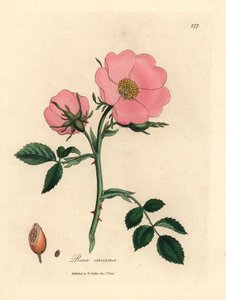 Hundsrose mit Hagebutte, aus einer botanischen Illustration von James Sowerby aus William Woodville und Sir William Jackson Hooker