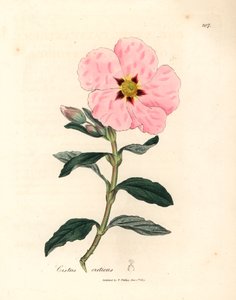 Rosa blühender kretischer Zistrose, Cistus creticus, aus einer botanischen Illustration von James Sowerby aus William Woodville und Sir William Jackson Hooker