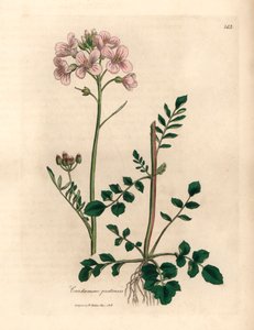 Rosa blühendes Wiesenschaumkraut, Cardamine pratensis, aus einer botanischen Illustration von James Sowerby aus William Woodville und Sir William Jackson Hooker