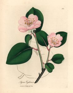Rosa blühender Quittenbaum, Pyrus cydonia, aus einer botanischen Illustration von James Sowerby aus William Woodville und Sir William Jackson Hooker