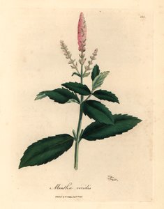 Rosa blühende Grüne Minze, Mentha viridis, aus einer botanischen Illustration von James Sowerby aus William Woodville und Sir William Jackson Hookers "Medical Botany" 1832 (handkolorierter Kupferstich) von James (after) Sowerby