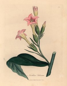 Tabakpflanze mit rosa Blüten, Nicotiana tabacum, aus einer botanischen Illustration von James Sowerby aus William Woodville und Sir William Jackson Hooker